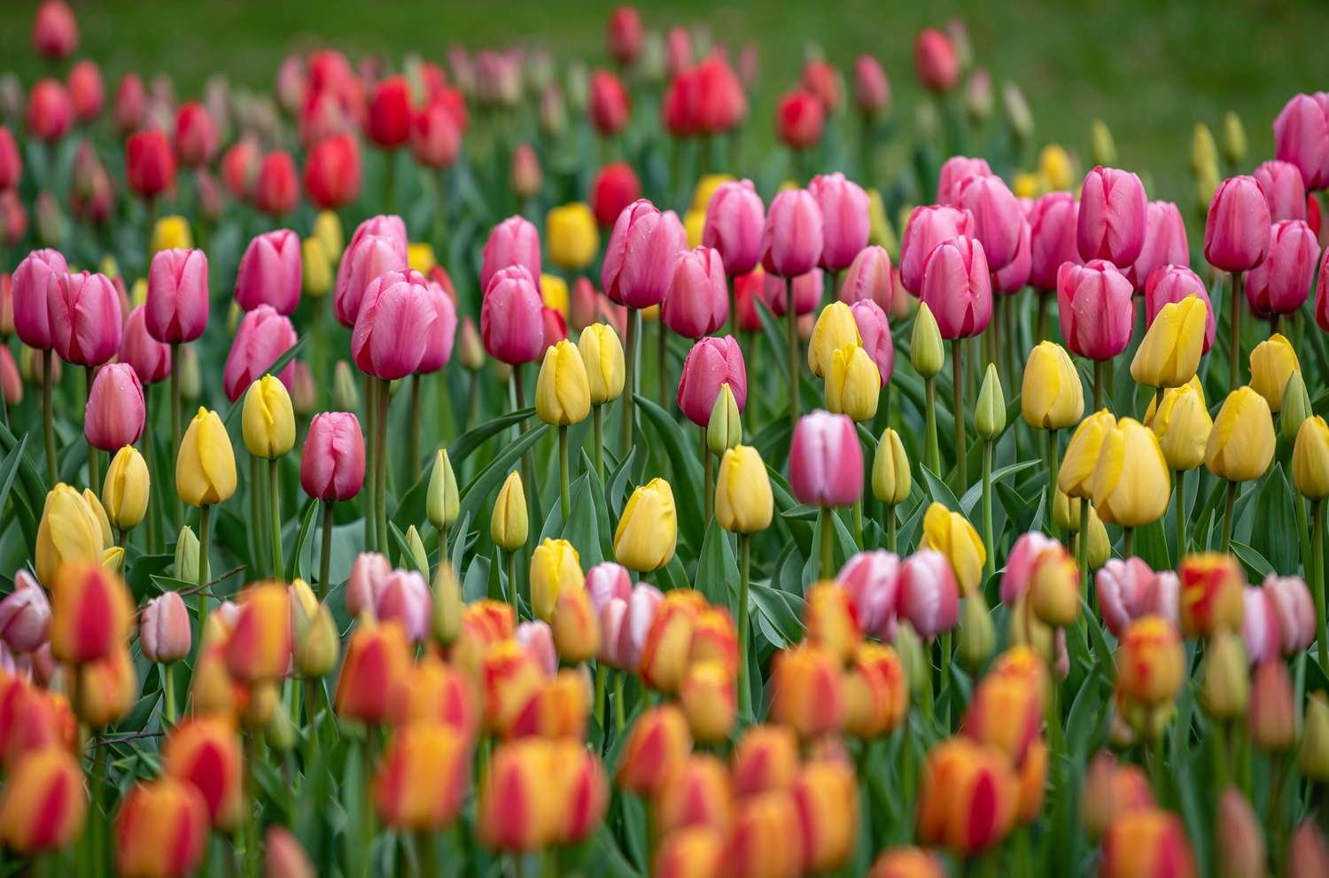 Tiptoe through the Tulips of Washington